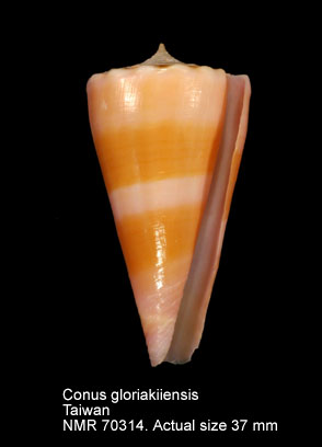 Conus gloriakiiensis (2).jpg - Conus gloriakiiensisKuroda & Ito,1961